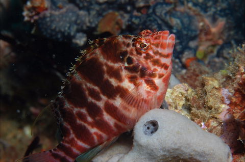 Nursery Reef - New South Wales Tourism  1