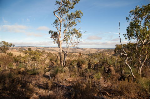 Para Wirra Conservation Park - New South Wales Tourism  2