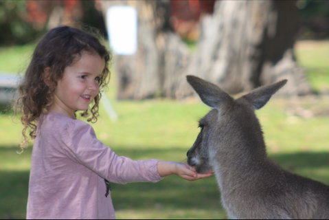 Potoroo Palace Native Animal Sanctuary - New South Wales Tourism  1
