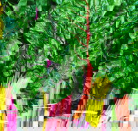 Purple Pear Farm - New South Wales Tourism 