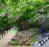 Rainforest Loop Walk Budderoo National Park - New South Wales Tourism 