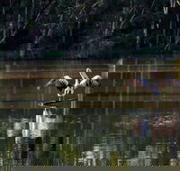 Seaham Swamp Nature Reserve - New South Wales Tourism 