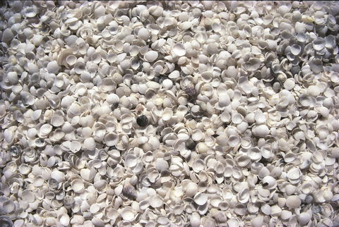 Shell Beach - New South Wales Tourism  0