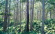 Southern Forests - thumb 0