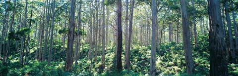 Southern Forests - New South Wales Tourism  0
