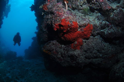 Stepping Stones Dive Site - New South Wales Tourism  0