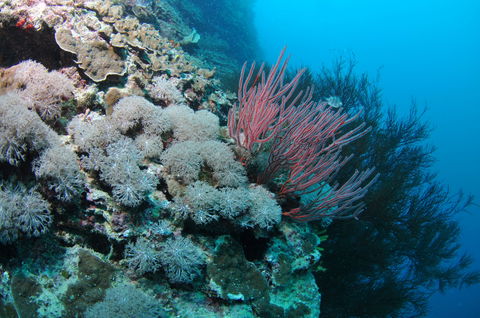 Stepping Stones Dive Site - New South Wales Tourism  1