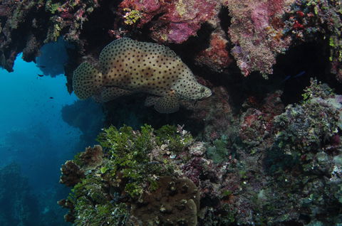 Stepping Stones Dive Site - New South Wales Tourism  2