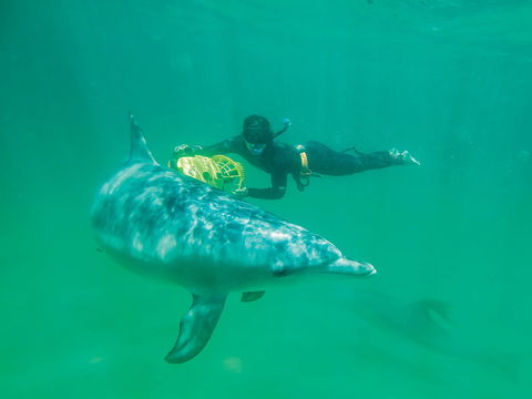 Swim With Dolphins Day Trip - New South Wales Tourism  1
