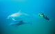 Swim With Dolphins Day Trip - thumb 2