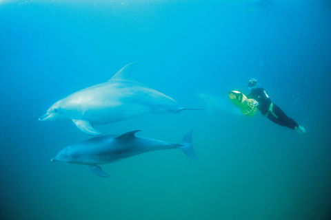 Swim With Dolphins Day Trip - New South Wales Tourism  2