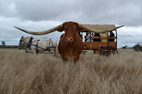 Texas Longhorn Tours - New South Wales Tourism  0