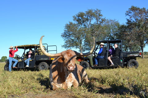 Texas Longhorn Tours - New South Wales Tourism  1