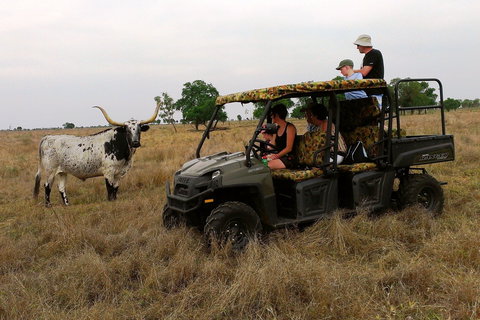 Texas Longhorn Tours - New South Wales Tourism  2