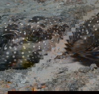 The Wrecks Dive Site at Moreton Island - New South Wales Tourism 