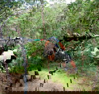 TreeTop Challenge - New South Wales Tourism 