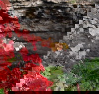 Umpherston Possum Tours - New South Wales Tourism 