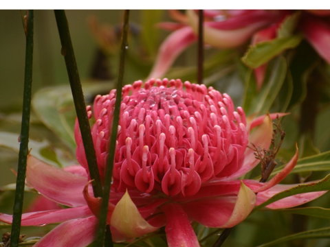 Vortex Healing Centre - New South Wales Tourism  2