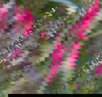 Warawee Circuit Walk to  Trigger Plant Track - New South Wales Tourism 