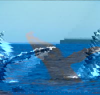 Whale Watching on Keswick Island - New South Wales Tourism 