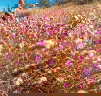 Wineries and Wildflowers - New South Wales Tourism 