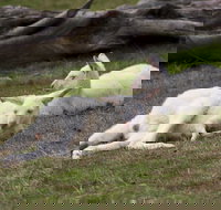 Yarra Valley Nocturnal Zoo - New South Wales Tourism 