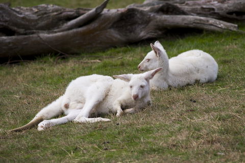 Yarra Valley Nocturnal Zoo - New South Wales Tourism  0