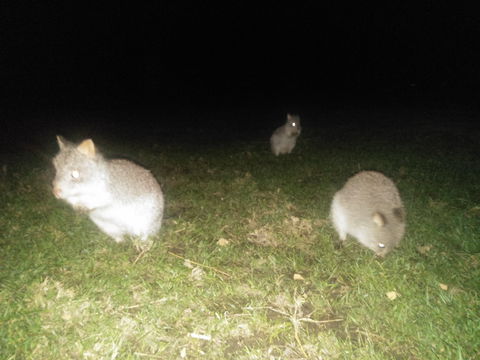 Yarra Valley Nocturnal Zoo - New South Wales Tourism  2