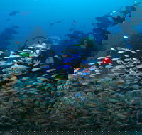 Aarhus Dive Site - New South Wales Tourism 