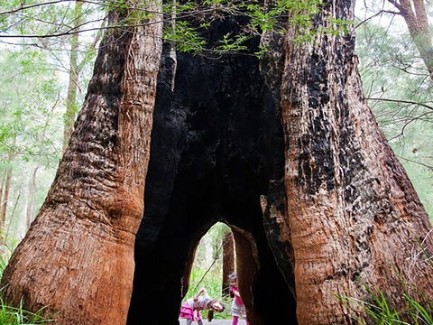 Ancient Empire Walk, Valley Of The Giants - New South Wales Tourism  0