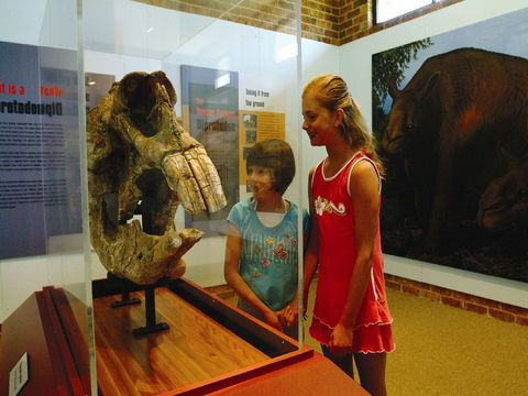 Australian Museum Diprotodon Exhibition: Closed For Building Repair July August - New South Wales Tourism  0
