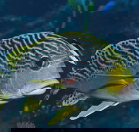 Beaver Reef Dive Site - New South Wales Tourism 