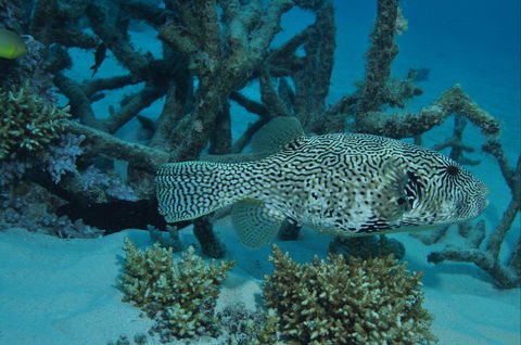 Beaver Reef Dive Site - New South Wales Tourism  1