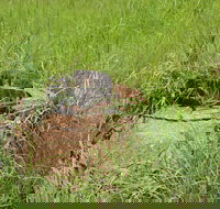 Brocks Creek Chinatown and Temple Site - New South Wales Tourism 
