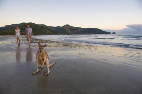 Cape Hillsborough National Park - New South Wales Tourism  0