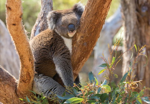 Cleland Wildlife Park - New South Wales Tourism  0