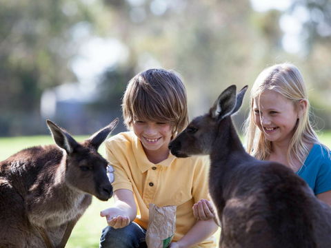 Cleland Wildlife Park - New South Wales Tourism  1
