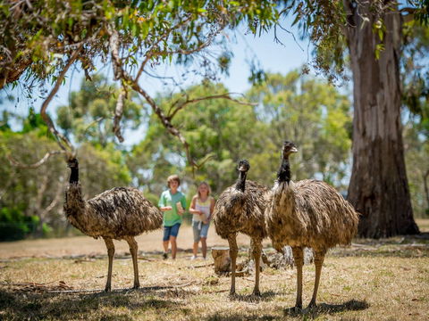 Cleland Wildlife Park - New South Wales Tourism  2