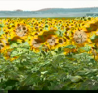 Clifton - New South Wales Tourism 