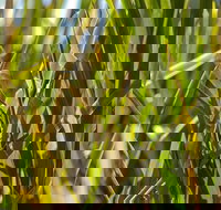 De Kerrilleau picnic area - New South Wales Tourism 