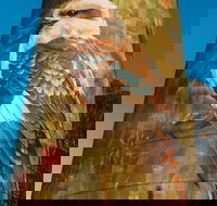 Deniliquin Water Tower Mural - New South Wales Tourism 