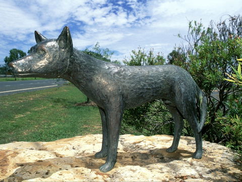 Dingo Statue - New South Wales Tourism  0
