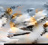 Gannets in Portland - New South Wales Tourism 