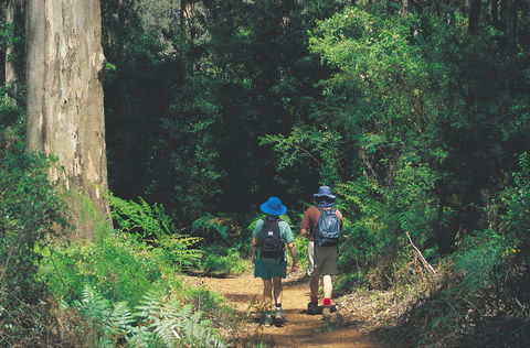 Gloucester National Park - New South Wales Tourism  0