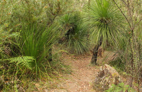 Grass Tree Circuit - New South Wales Tourism  0