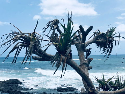 Hastings Point Beach - New South Wales Tourism  0