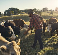 Hinterland Full Day Self Drive Tour - New South Wales Tourism 