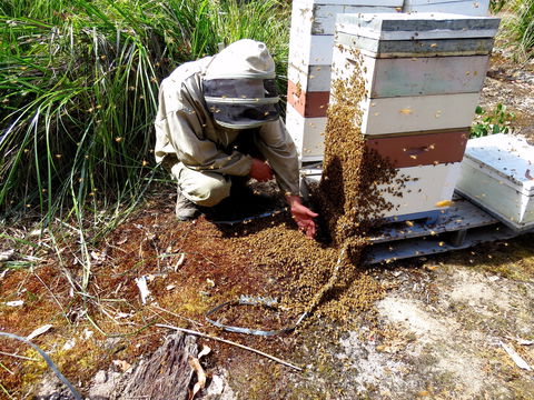 Honey Tasmania - The Beehive - New South Wales Tourism  0