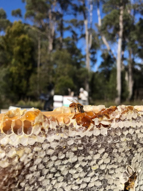 Honey Tasmania - The Beehive - New South Wales Tourism  1