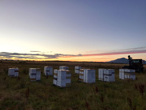 Honey Tasmania - The Beehive - New South Wales Tourism  2